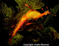   weedy sea dragon  